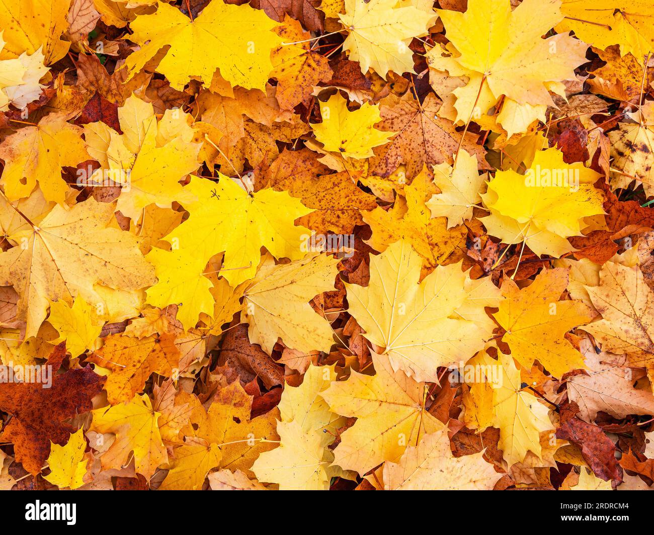 Herbstfarbene Blätter im Gebiet Feldberger Seenlandschaft. Stockfoto