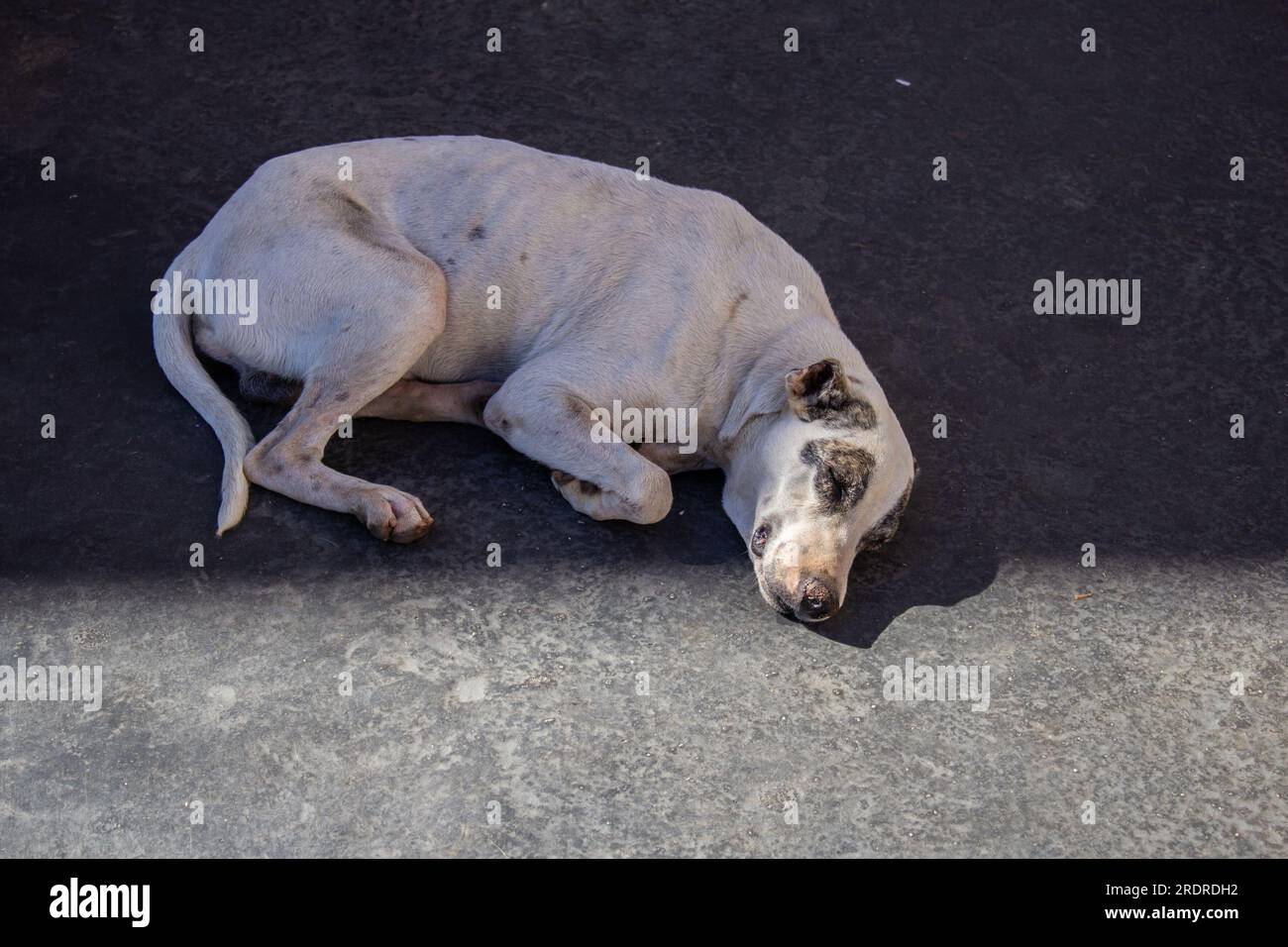 Trindade, Goias, Brasilien – 30. Juni 2023: Ein weißer Hund, verlassen, traurig, liegt und schläft auf dem Boden. Stockfoto
