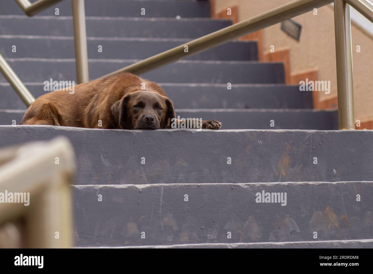 Trindade, Goias, Brasilien – 30. Juni 2023: Ein brauner Hund, verlassen, traurig, liegt und schläft auf dem Boden einer Treppe. Stockfoto