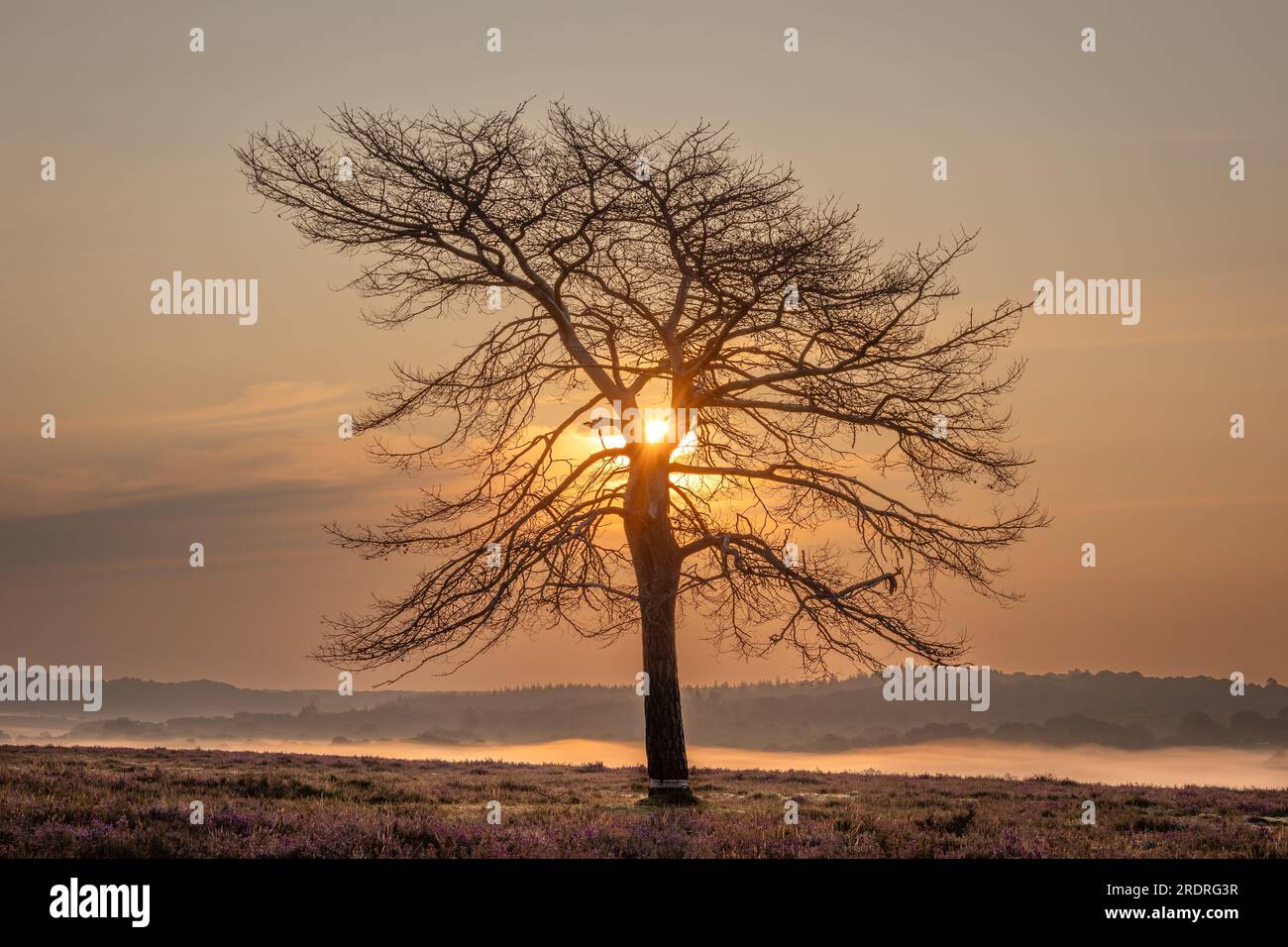 Ein einzelner Baum, der allein mit Nebel in einem tiefen Tal hinter sich steht, und die Sonne kurz nach Sonnenaufgang, die durch eine V-Form von zwei Stämmen scheint Stockfoto