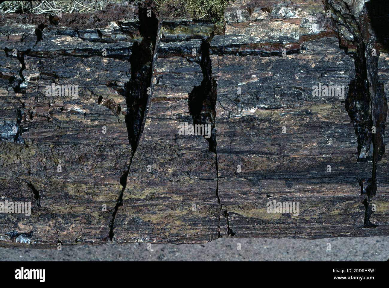 Versteinerter Wald, AZ 86028-2217. USA DER TRIASSIC TREASURE Petrified Forest National Park ist einer der besten Orte der Welt, um die Fossilienrekorde aus der späten Triassic-Zeit zu sehen. Die Überreste prähistorischer Wälder, jetzt versteinertes Holz, pflanzliche und tierische Fossilien und Artefakte haben uns viel über dieses wunderschöne, wilde Land erzählt, aber es gibt noch mehr zu lernen. Stockfoto