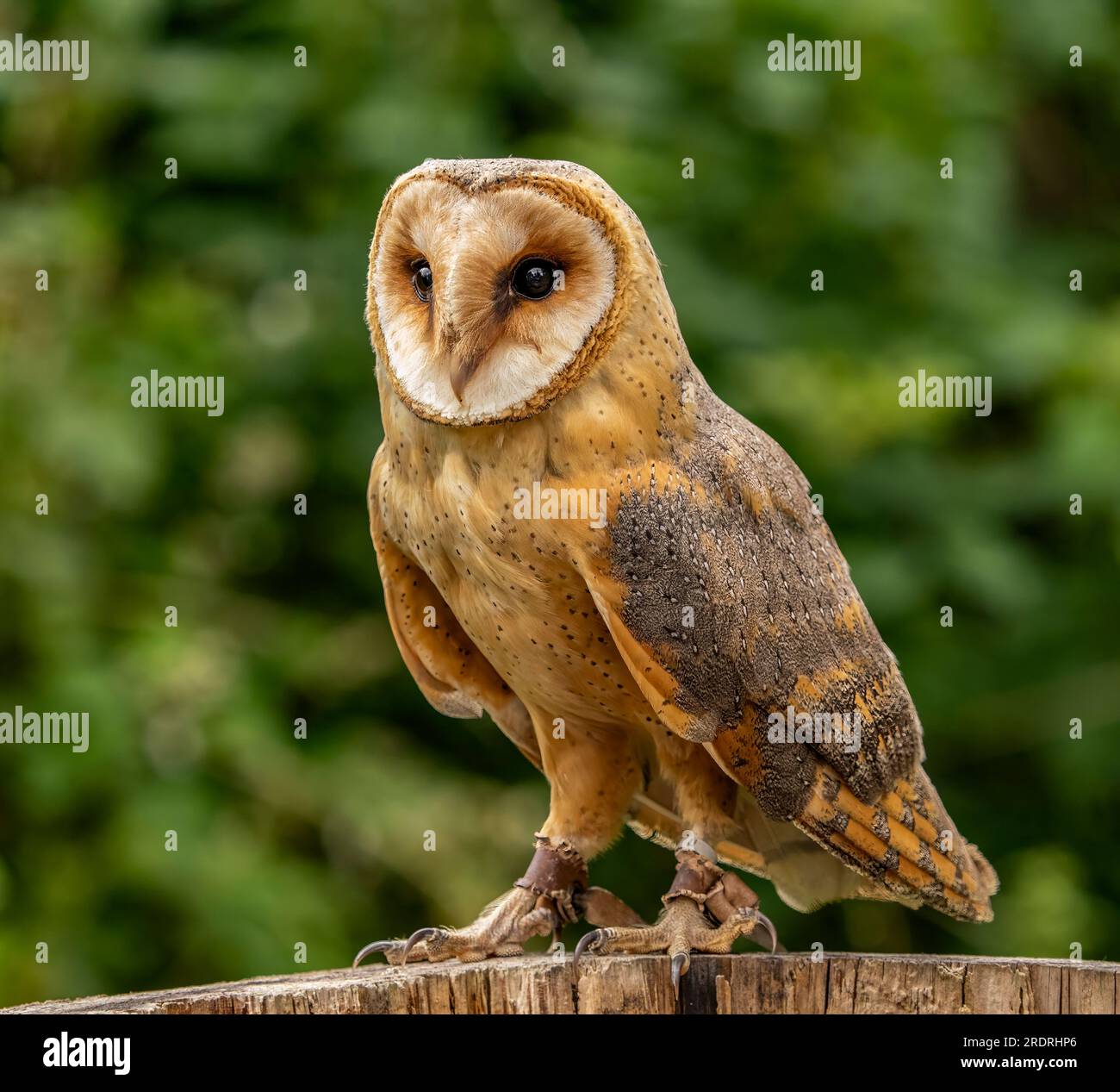 Das Porträt von "Captive Barn Owl" Stockfoto