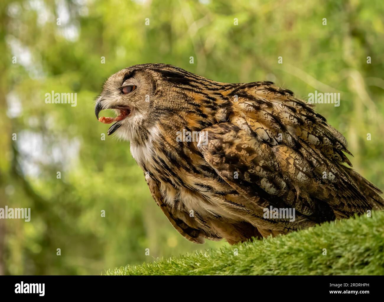 Eurasische Adler-Eule-Porträt Stockfoto
