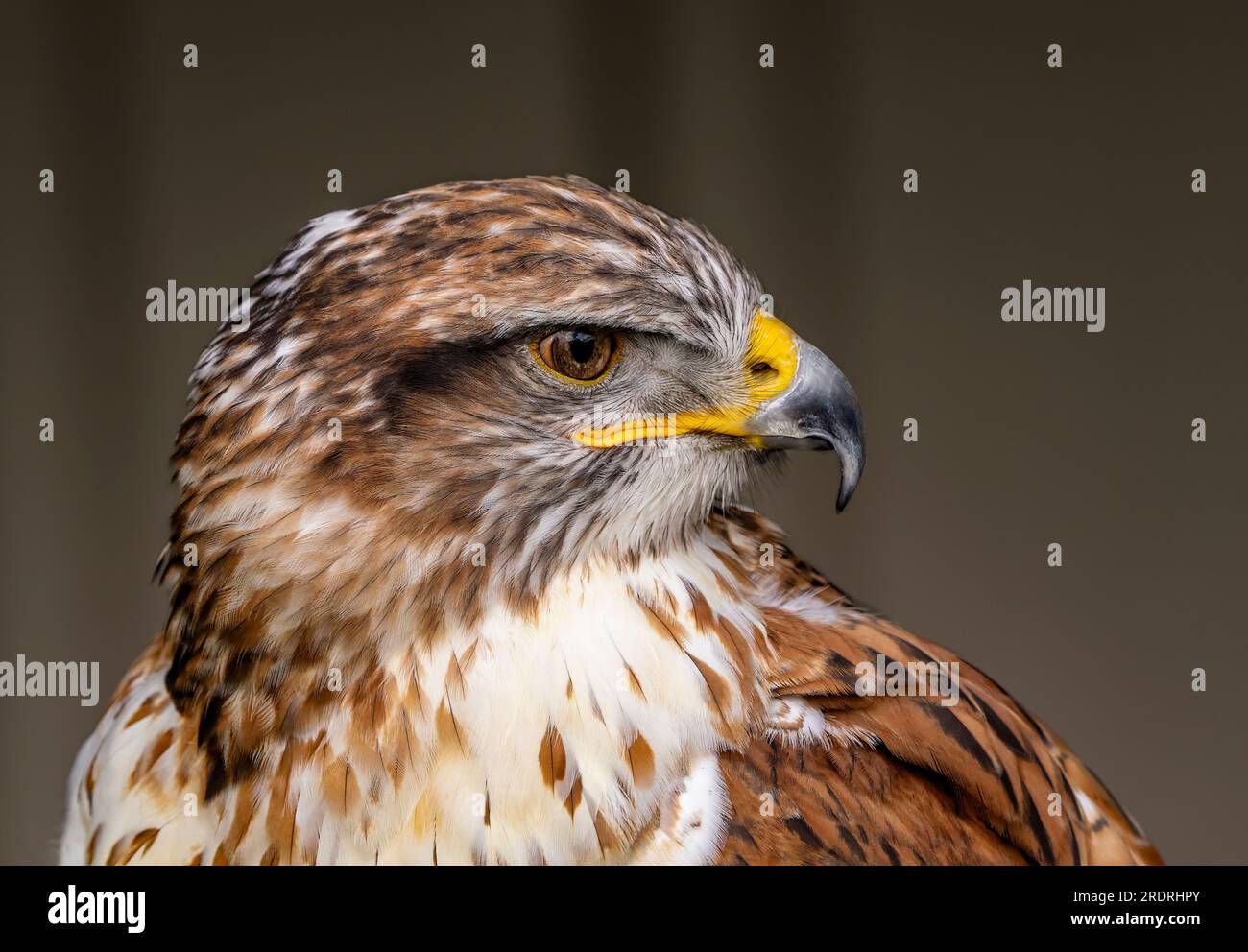 Weibliches Ferruginous-Hawk-Porträt Stockfoto