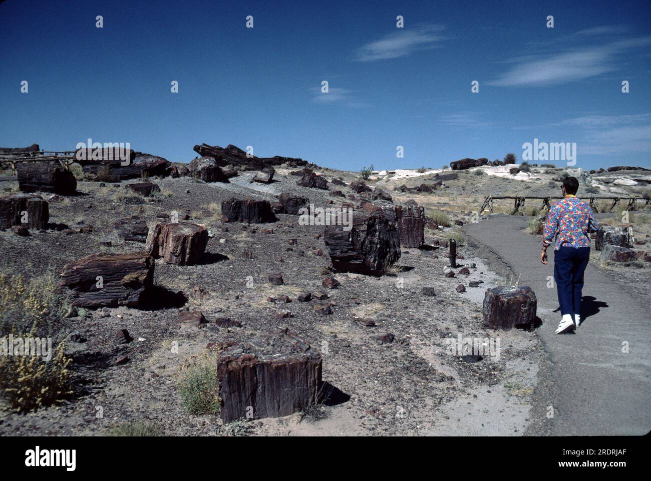 Versteinerter Wald, AZ 86028-2217. USA DER TRIASSIC TREASURE Petrified Forest National Park ist einer der besten Orte der Welt, um die Fossilienrekorde aus der späten Triassic-Zeit zu sehen. Die Überreste prähistorischer Wälder, jetzt versteinertes Holz, pflanzliche und tierische Fossilien und Artefakte haben uns viel über dieses wunderschöne, wilde Land erzählt, aber es gibt noch mehr zu lernen. Stockfoto