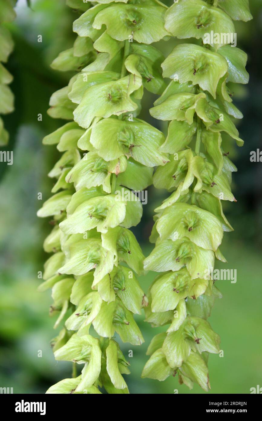 Kaukasische Flügelmutter alias Kaukasische Walnuss - Pterocarya fraxinifolia Stockfoto