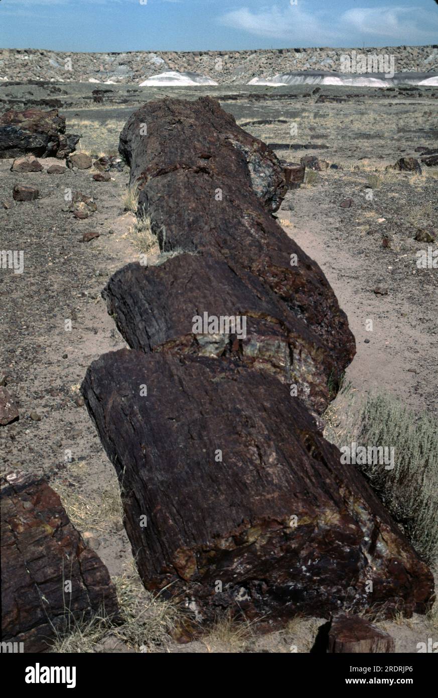 Versteinerter Wald, AZ 86028-2217. USA DER TRIASSIC TREASURE Petrified Forest National Park ist einer der besten Orte der Welt, um die Fossilienrekorde aus der späten Triassic-Zeit zu sehen. Die Überreste prähistorischer Wälder, jetzt versteinertes Holz, pflanzliche und tierische Fossilien und Artefakte haben uns viel über dieses wunderschöne, wilde Land erzählt, aber es gibt noch mehr zu lernen. Stockfoto