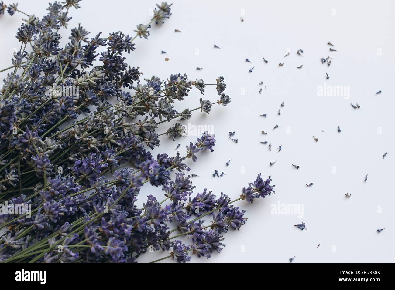 Blühendes lila Lavendel isoliert auf weißem Tischhintergrund. Trockener lavandula-Bouquet. Webbanner mit sommerlichem Blumendesign. Medizinische Kräutertextur, selektiv Stockfoto
