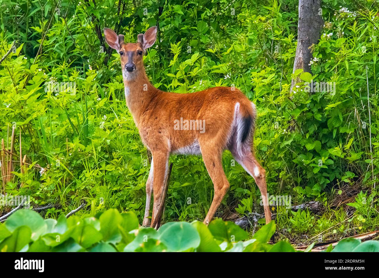 Wunderschöner Weißwedelhirsch In Der Wildnis. Stockfoto