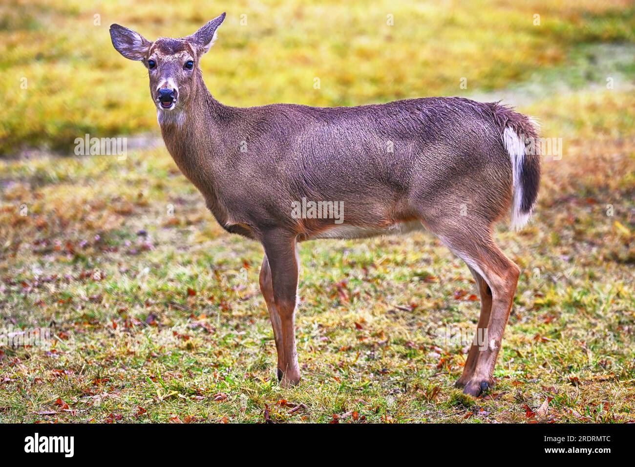 Wunderschöner Weißwedelhirsch In Der Wildnis. Stockfoto