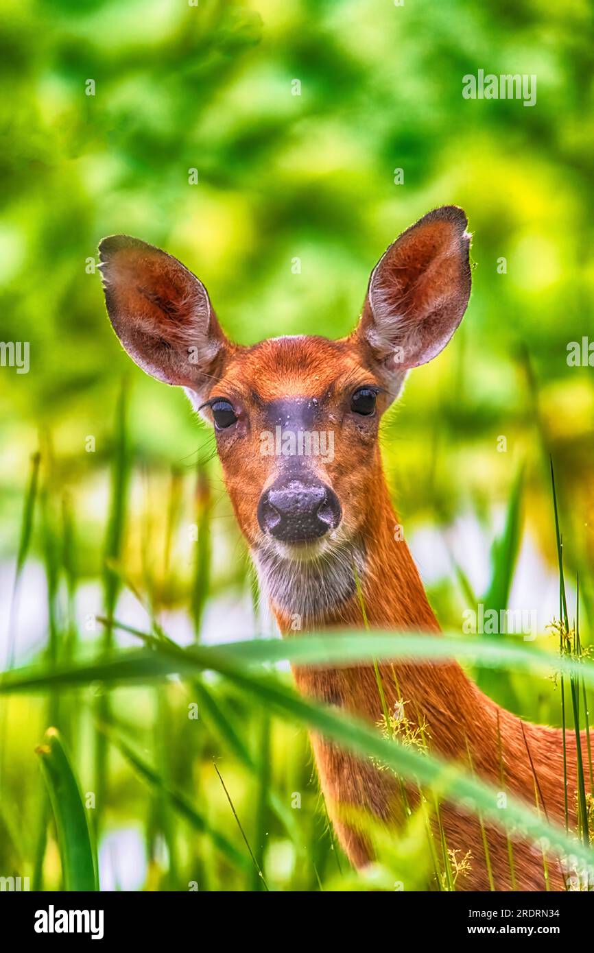 Wunderschöner Weißwedelhirsch In Der Wildnis. Stockfoto