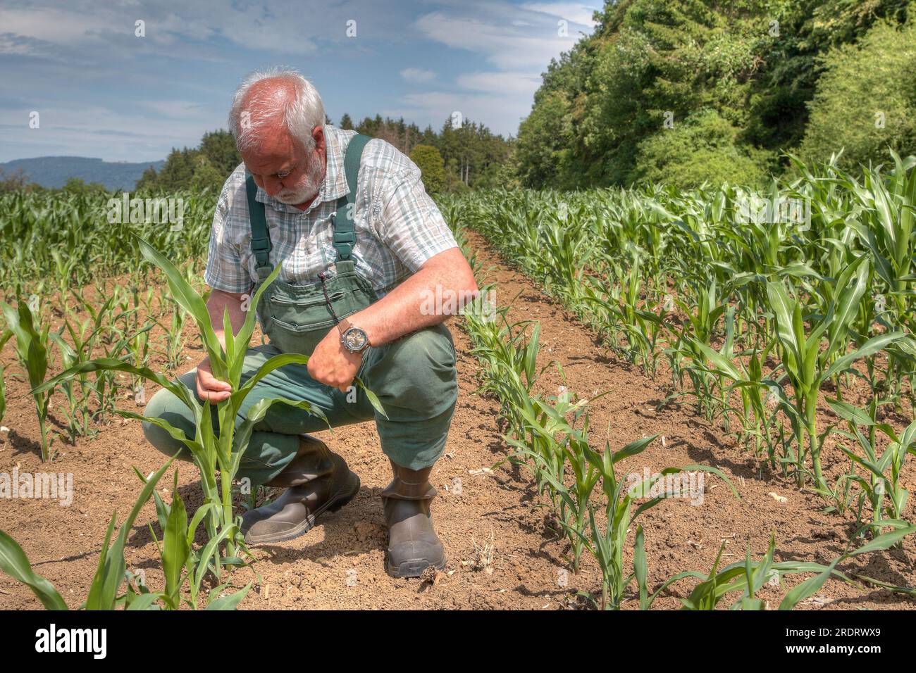 Ein Landwirt kontrolliert seinen Mais auf dem Feld, der in diesem Jahr schlecht und ungleichmäßig wächst. Stockfoto