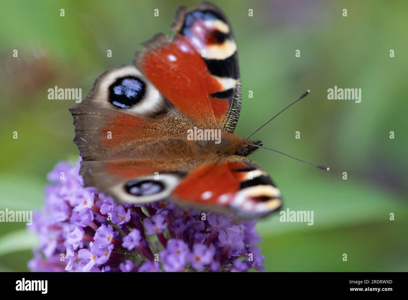 Dorney, Großbritannien. 23. Juli 2023. Ein Peacock Butterfly (Inachis io) ernährt sich von Nektar auf den Blumen eines Buddleia-Strauchs. Buddleias sind ein Magnet für Schmetterlinge. Peacock Butterflys zeigen oft ihre Augenblicke auf ihre Flügel, um Raubtiere zu verjagen. Butterfly Conservation ruft Menschen in ganz Großbritannien auf, an der diesjährigen Big Butterfly Count teilzunehmen, die bis zum 6. August läuft und Wissenschaftlern helfen soll, die Auswirkungen des Klimawandels auf unsere beliebtesten Schmetterlinge zu verstehen. Die Rekordtemperaturen, Hitzewellen und Dürren im vergangenen Jahr haben dazu geführt, dass einige der Pflanzen, an denen sich Raupen ernähren, verdorben und sterben. Um Scie zu helfen Stockfoto