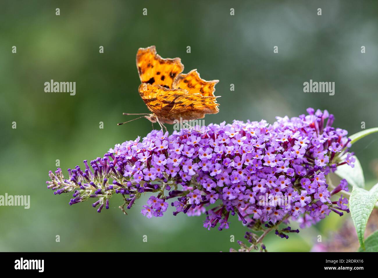 Dorney, Großbritannien. 23. Juli 2023. Ein Komma (Polygonia c-Album) Schmetterling nährt sich von Nektar auf den Blumen eines Buddleia-Strauchs. Butterfly Conservation ruft Menschen in ganz Großbritannien auf, an der diesjährigen Big Butterfly Count teilzunehmen, die bis zum 6. August läuft und Wissenschaftlern helfen soll, die Auswirkungen des Klimawandels auf unsere beliebtesten Schmetterlinge zu verstehen. Die Rekordtemperaturen, Hitzewellen und Dürren im vergangenen Jahr haben dazu geführt, dass einige der Pflanzen, an denen sich Raupen ernähren, verdorben und sterben. Um Wissenschaftlern zu helfen, die anhaltenden Auswirkungen dieses extremen Wetters zu entdecken, wird die Öffentlichkeit gebeten, 15 Minuten zu verbringen Stockfoto