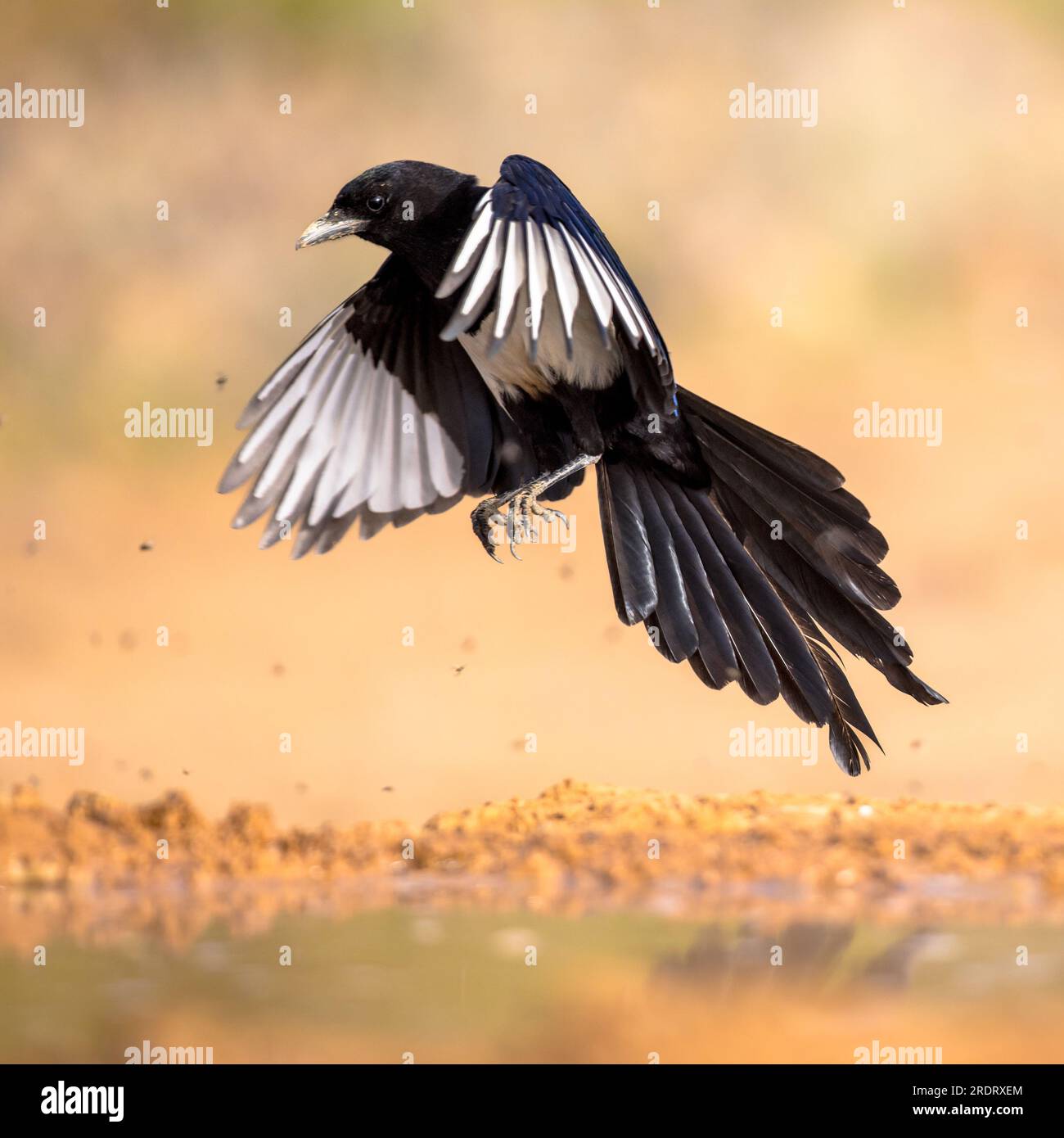 Eurasische Elster (Pica pica) Fliegen auf hellem Hintergrund und betrachten die Kamera in Extremadura, Spanien. April. Wildlife Szene der Natur in Europa. Stockfoto