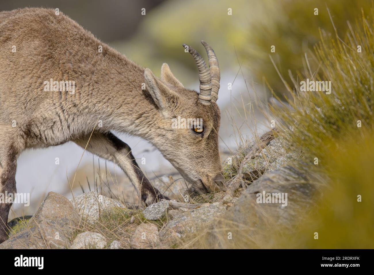 Westspanische Ibex oder Gredos Ibex (Capra pyrenaica victoriae). Weibliche Jungtiere, die Gras auf Felsen in Sierra de Gredos, Spanien, fressen. Wil Stockfoto