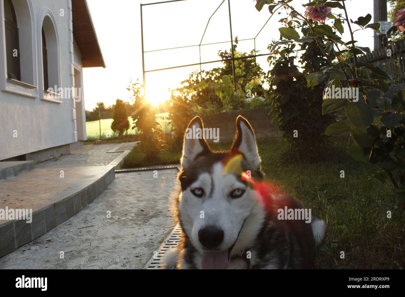 Wenn die Sonne an einem anderen Tag untergeht, steht die Silhouette eines herrlichen Huskys im Mittelpunkt Stockfoto