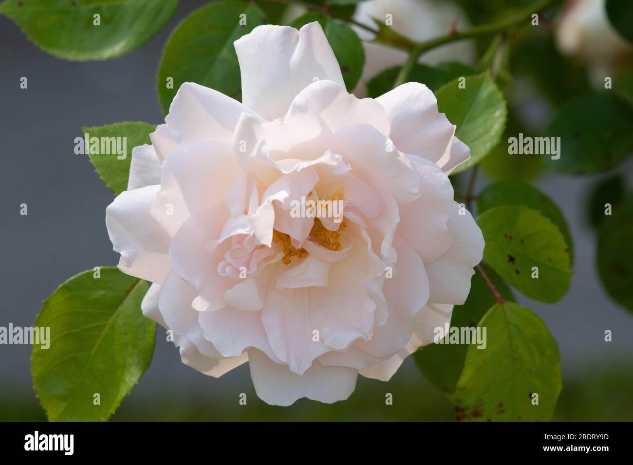 Rosa Martine Guillot Stockfoto