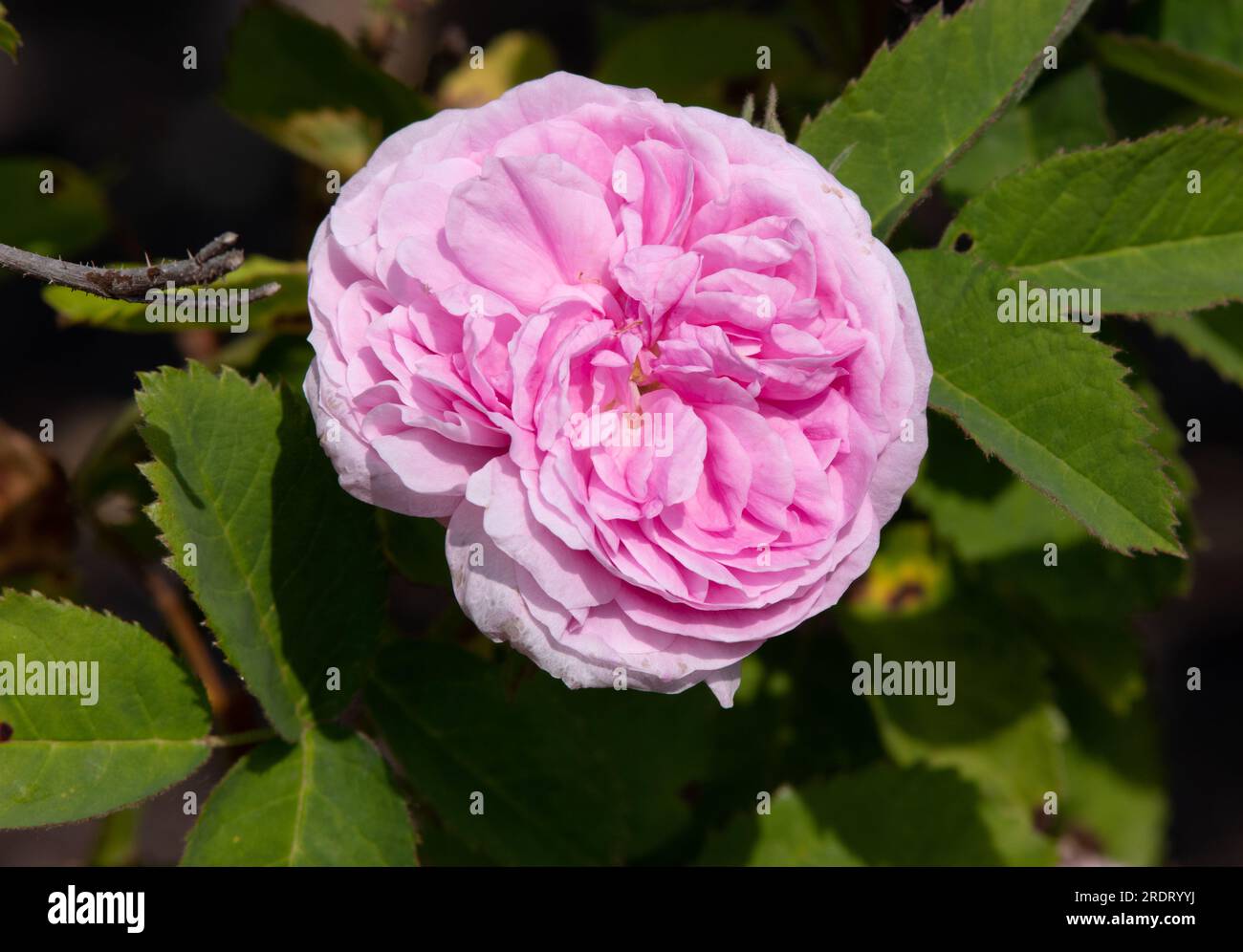 Rosa Petite de Hollande Stockfoto