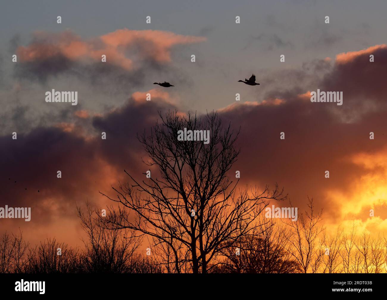 Ein farbenfroher Sonnenaufgang mit einem Paar Gänse, die im Flug gegen die aufgehende Sonne stehen. Suffolk, Vereinigtes Königreich Stockfoto