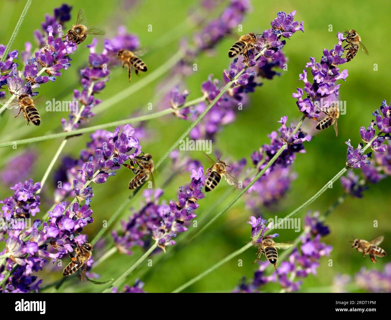 Honigbienen, APIs mellifera, sammeln Pollen und Nektar von violetten Lavendelblumen Stockfoto
