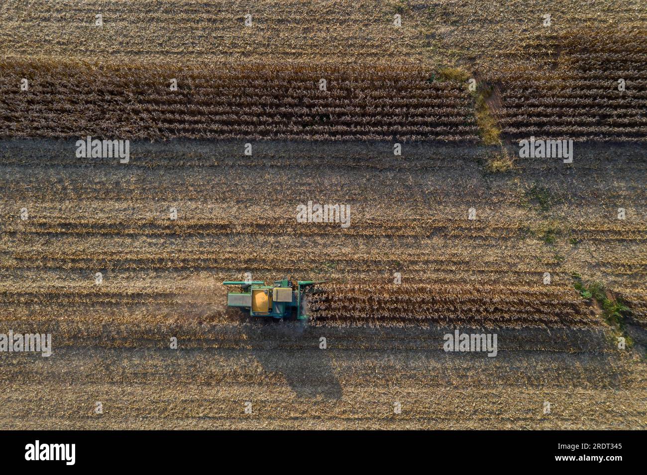 Luftaufnahme von Landwirten, die auf einem Ackerland Feldfrüchte für Verbraucher sammeln Stockfoto