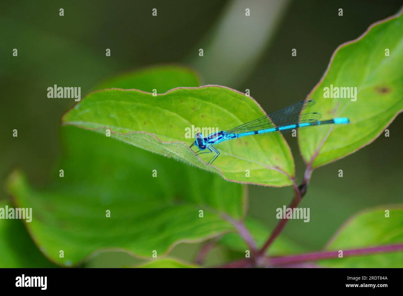 Eine azurblaue Libelle Coenagrion, die sich in der Sonne sonnt Stockfoto