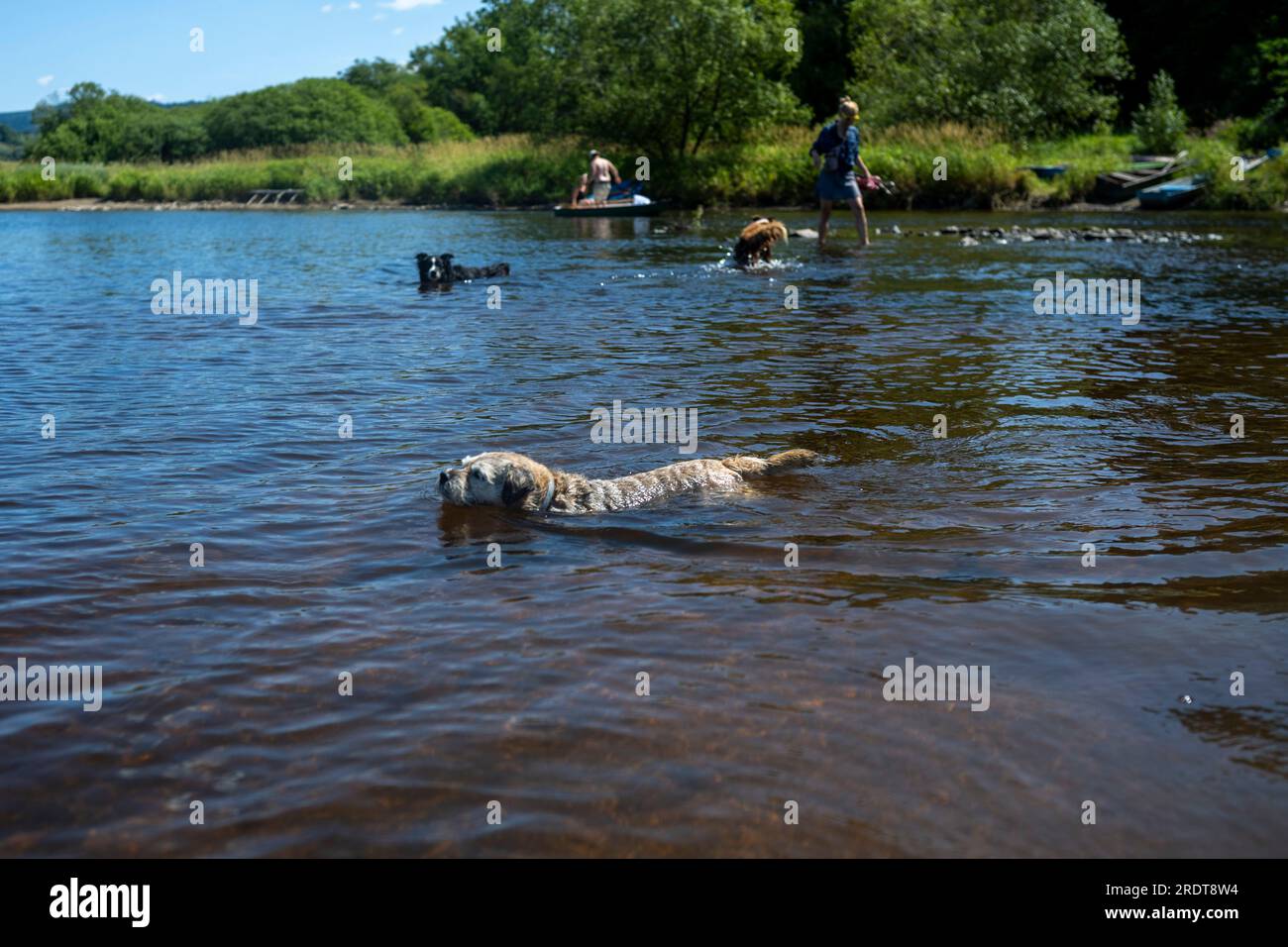 Hunde waten am Nova Pec über die Moldau, wo der Fluss in den Lipno-Damm fließt, Tschechische Republik, 23. Juli 2023. Es gibt ein Rafting-Verbot auf der Tepla Moldau aufgrund von Wassermangel und Paddler stoppen Rafting hier. (CTK Foto/Vaklav Pancer) Stockfoto