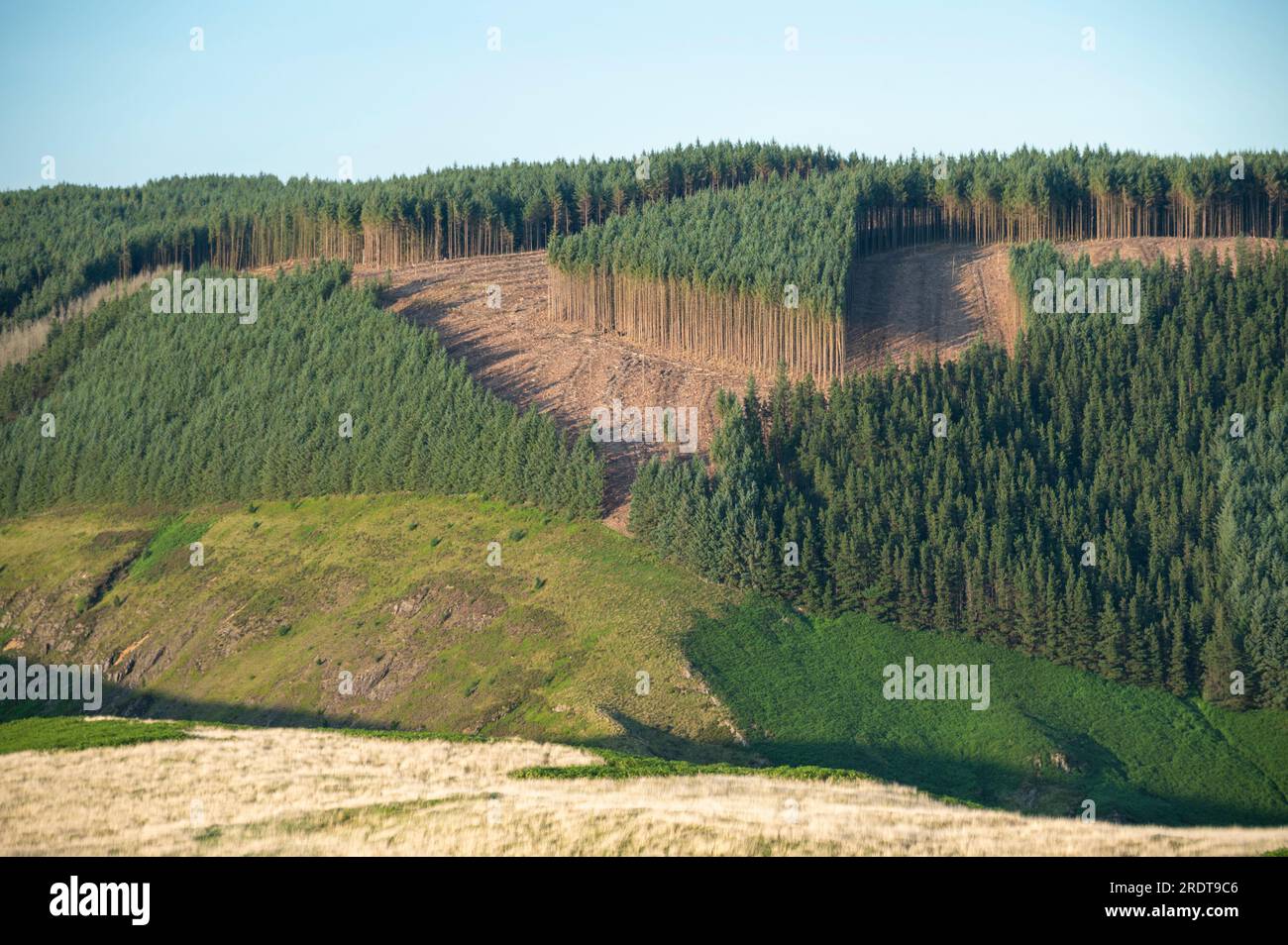 Clearfell Forest über der Afon Doethie, Mid-Wales, Großbritannien Stockfoto