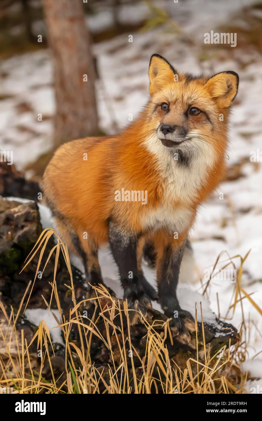 Ein Red Fox, der in einer verschneiten Umgebung betet Stockfoto