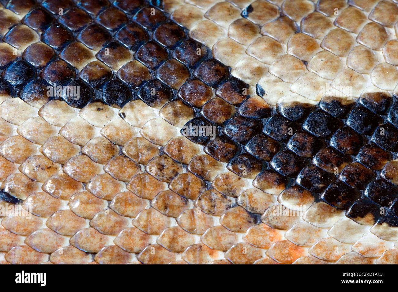 Retikuläre Python, Hautdetails (Python reticulatus) (Python reticulata) Stockfoto