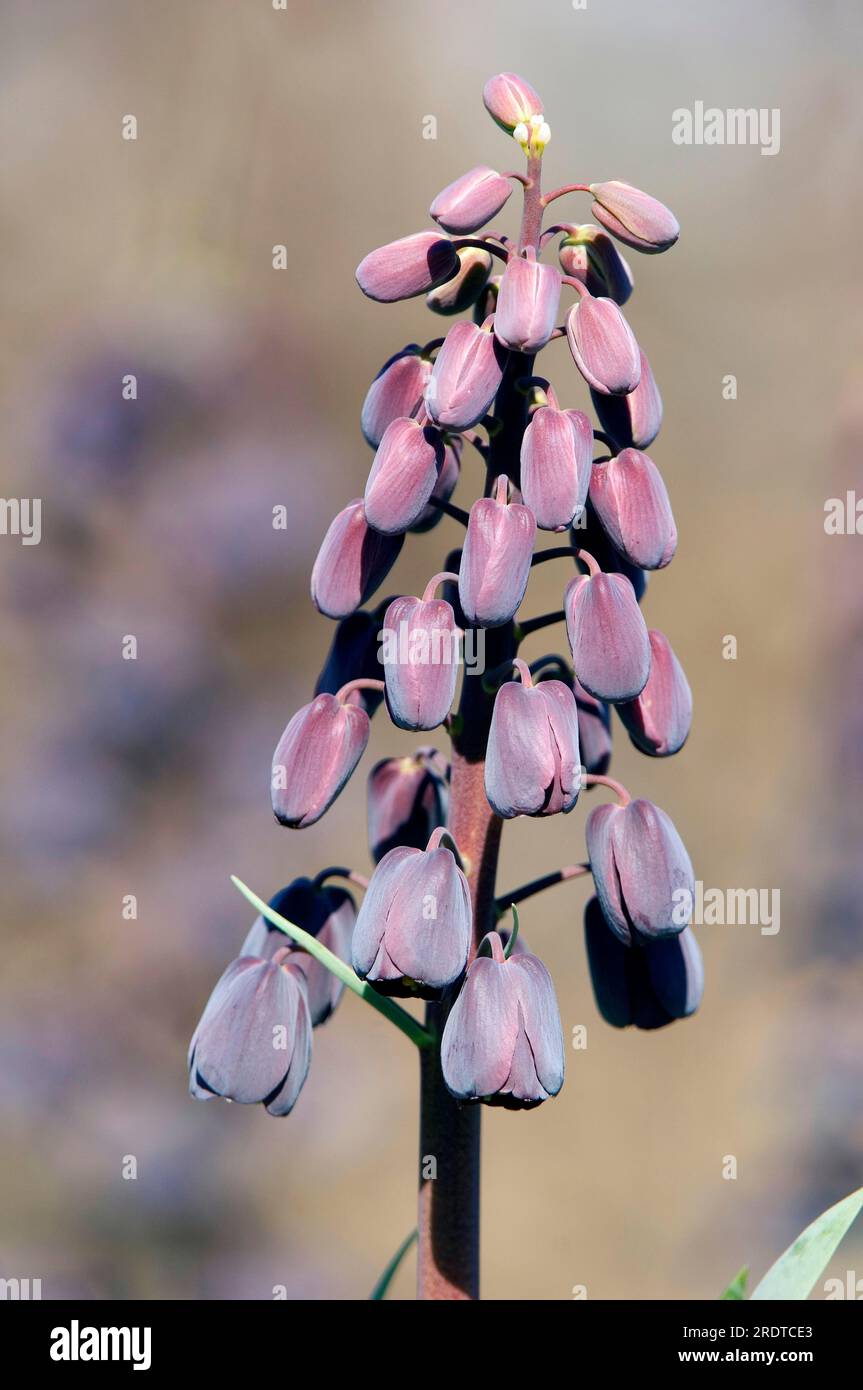 Persische Fritillare (Fritillaria persica) Stockfoto
