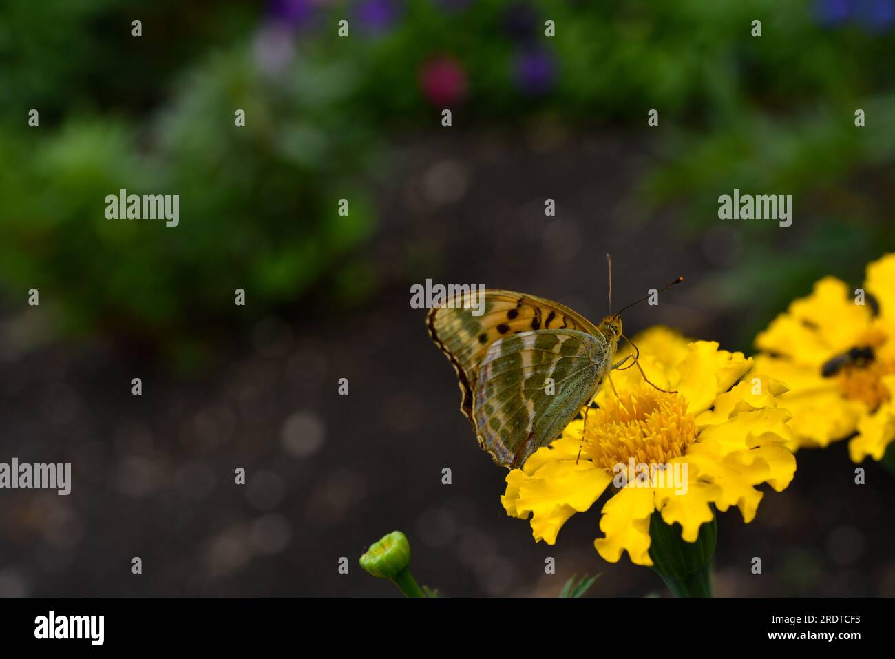 Argynnis-Paphien. Ein großer gelber Schmetterling auf einer Blume in einem Sommergarten. Stockfoto