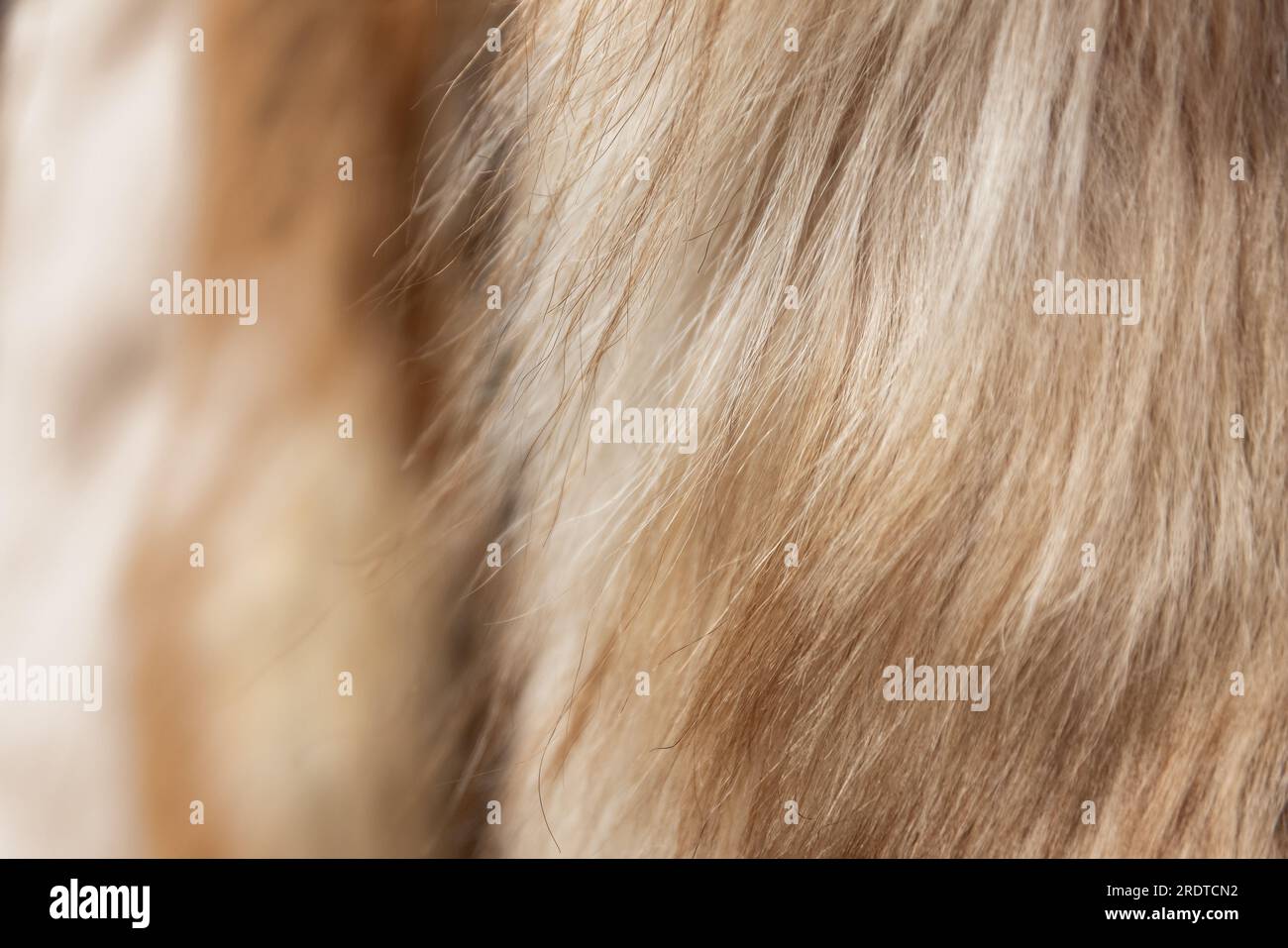 Ein Hintergrund von Vintage Nerz Pelzmänteln in Beige- und Brauntönen. Textur mit geringer Tiefenschärfe, geeignet für Tierquälerei oder Luxusgüter-Projekte Stockfoto