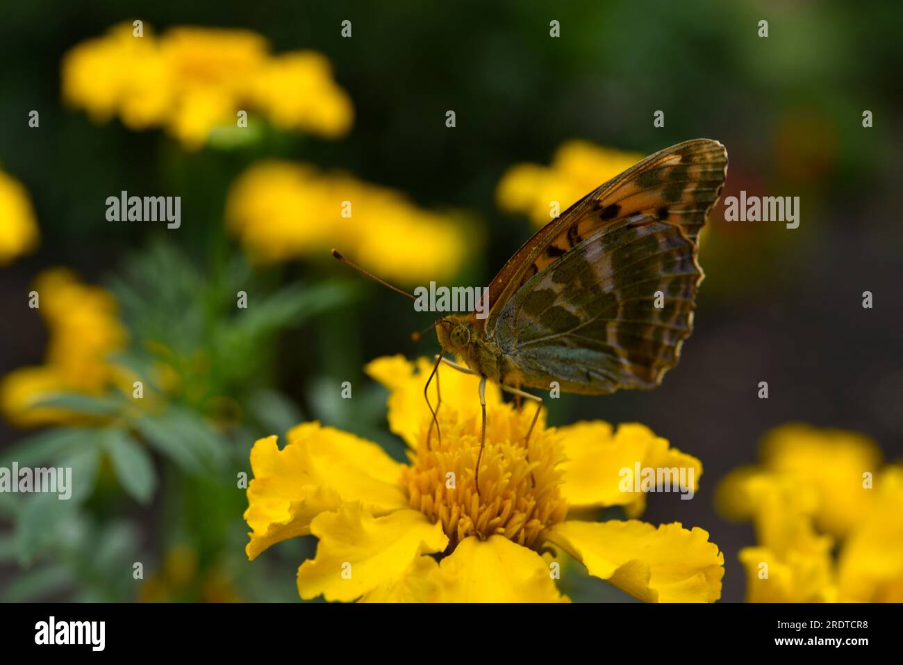 Argynnis-Paphien. Ein großer gelber Schmetterling auf einer Blume in einem Sommergarten. Stockfoto