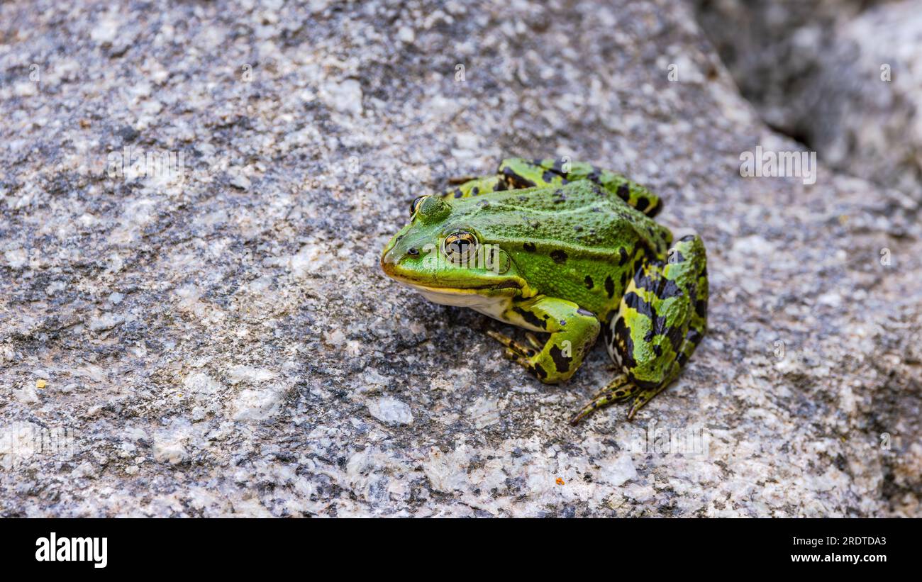 Nahaufnahme eines grünen Wasserfrosches Rana Esculenta, der auffallend auf einem Stein sitzt, Deutschland Stockfoto