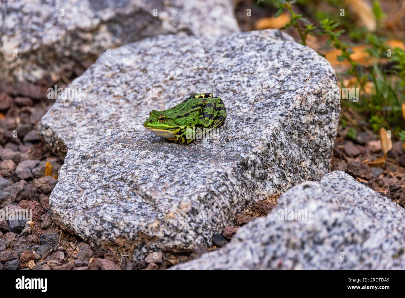 Ein grüner Teichfrosch sitzt auf einem hellen Stein, Deutschland Stockfoto