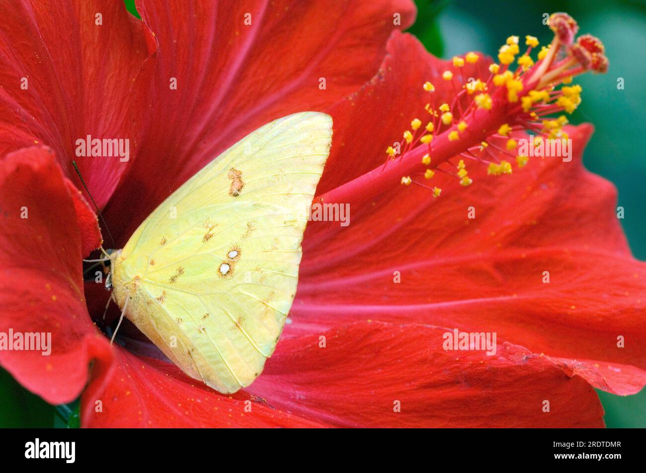 Peregriner Schmetterling auf Hibiskusblüte (Catopsilia pomona), chinesischer Hibiskus (Hibiscus rosa-sinensis) Stockfoto