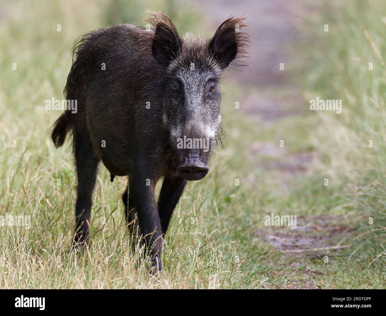 Weibliches Wildschwein (Sus scrofa), das in die Kamera schaut Stockfoto