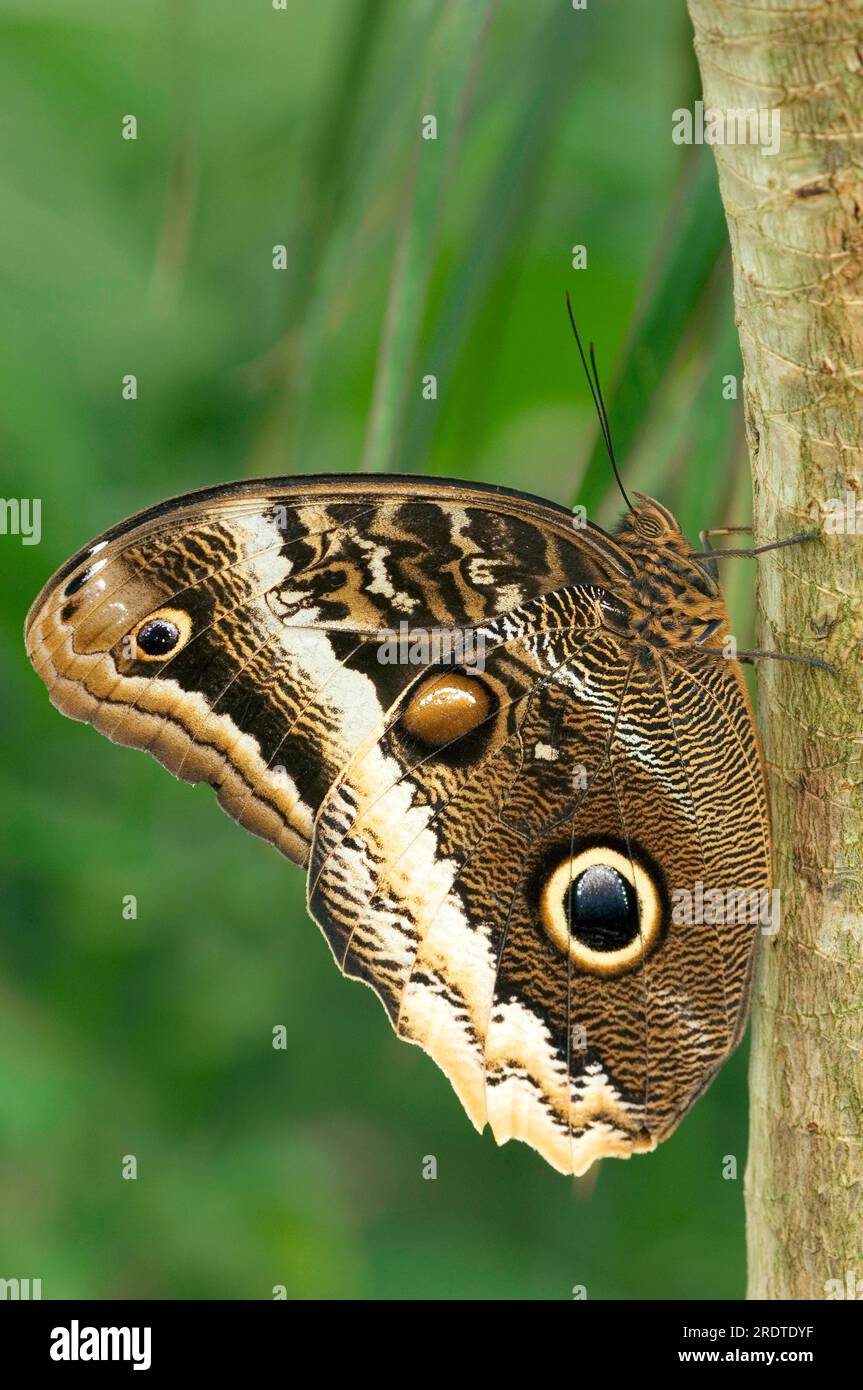 Eule-Schmetterling mit gelben Kanten (Caligo atreus), Owlet-Schmetterling, Rieseneule, Seite Stockfoto