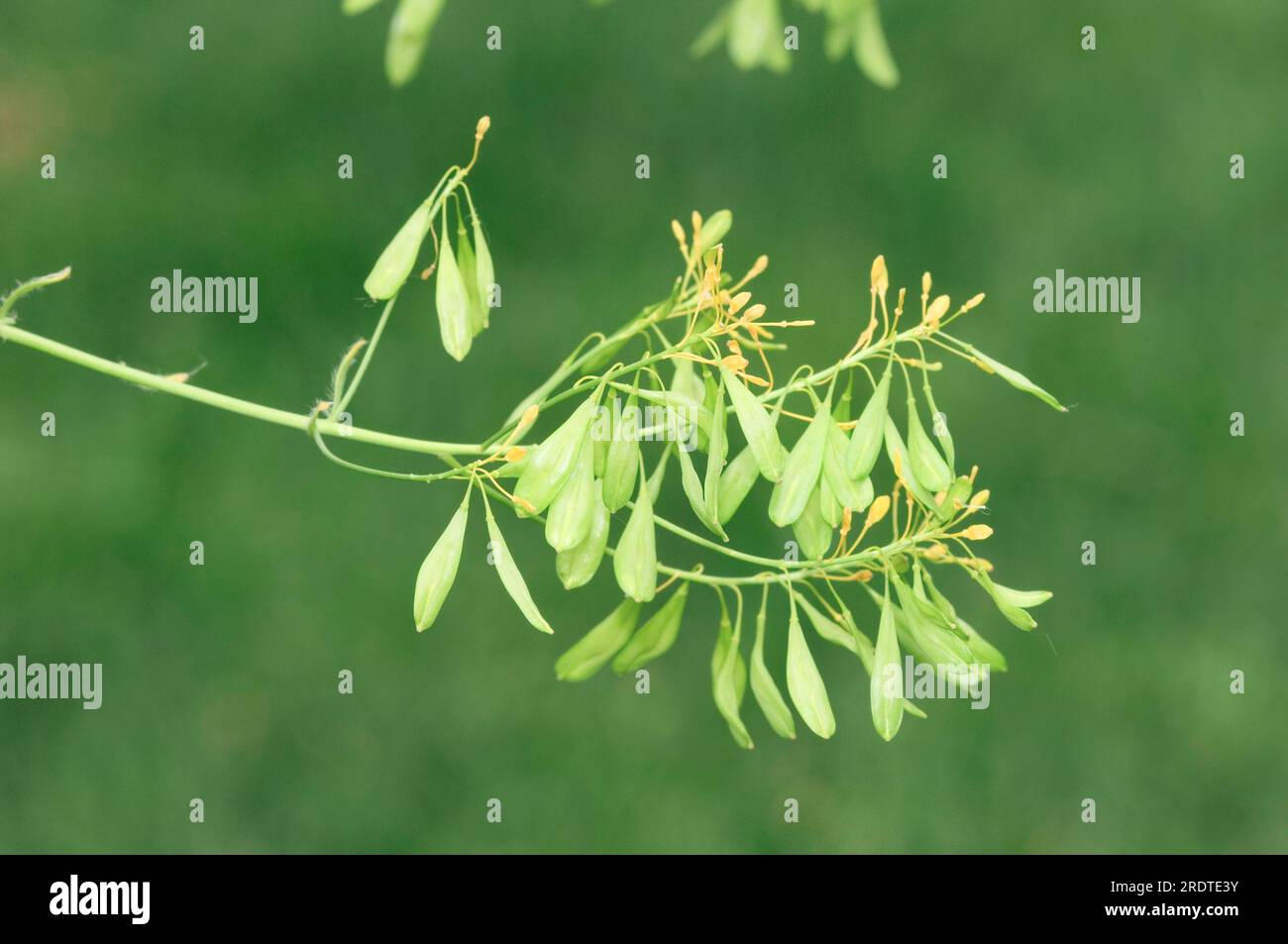 Isatis tinctoria (Isatis tinctoria), deutsches Indigo Stockfoto