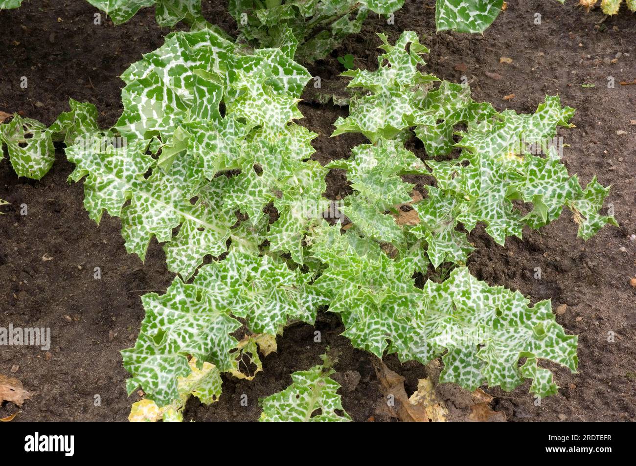 Milchdistel (Silybum marianum) (Carduus marianus), Mariendistel Stockfoto