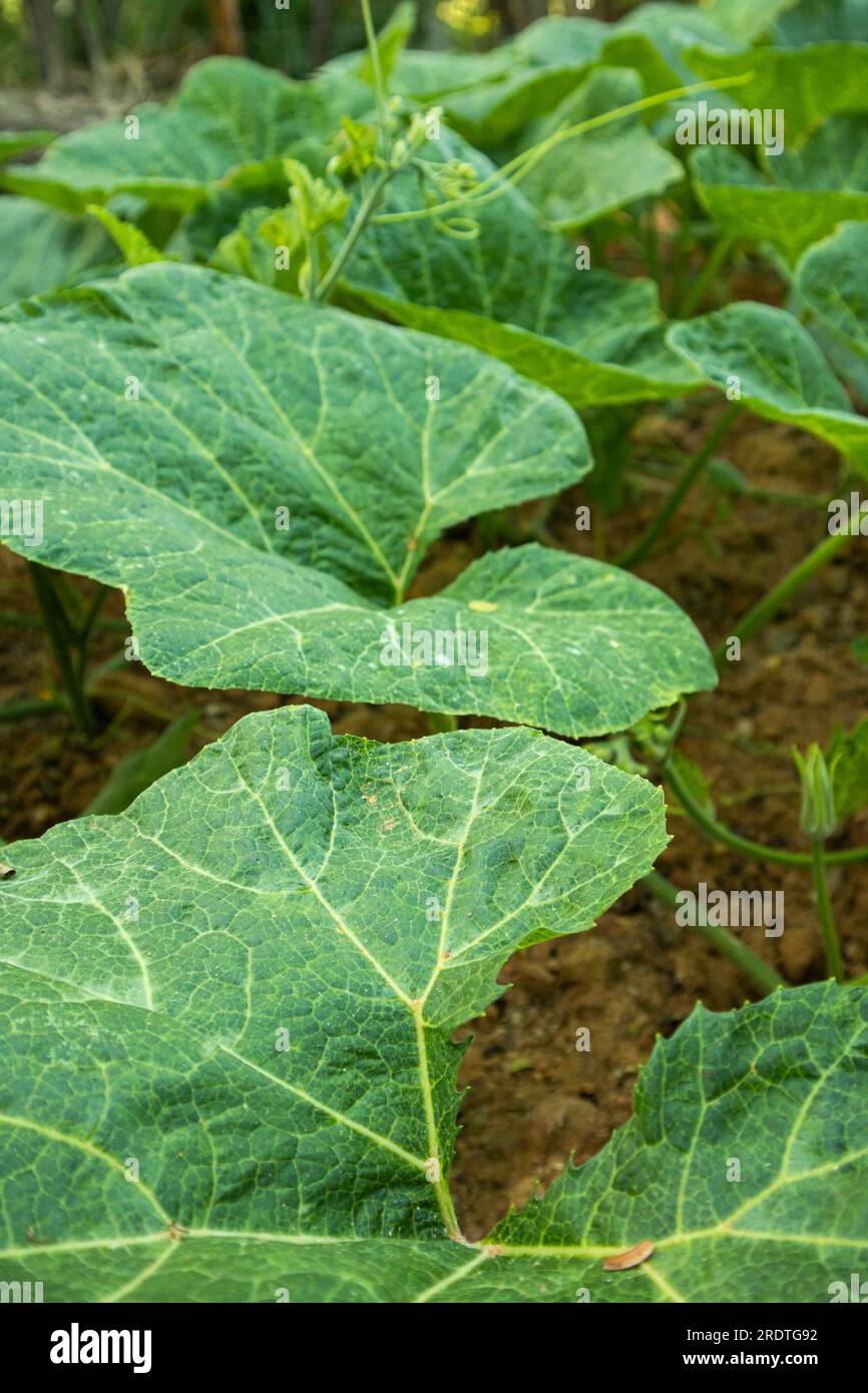Agriculture cucurbita maxima vegetable Fotos und Bildmaterial in