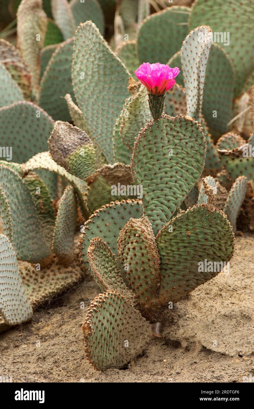 Beavertail Cactus (Opuntia basilaris) Stockfoto