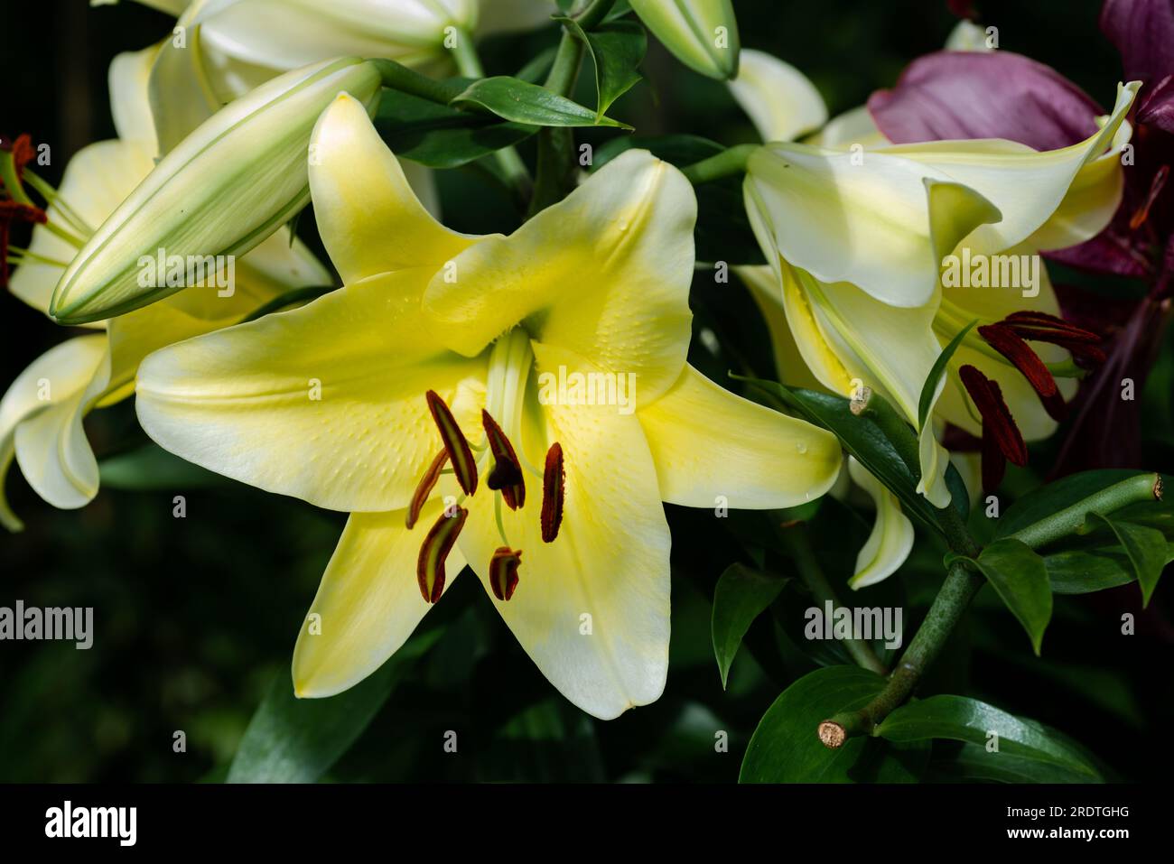 lilium jaune Conca d'Or (jardin du ruisseau de l'église 2023) Stockfoto