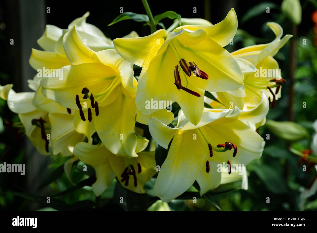 lilium jaune Conca d'Or (jardin du ruisseau de l'église 2023) Stockfoto