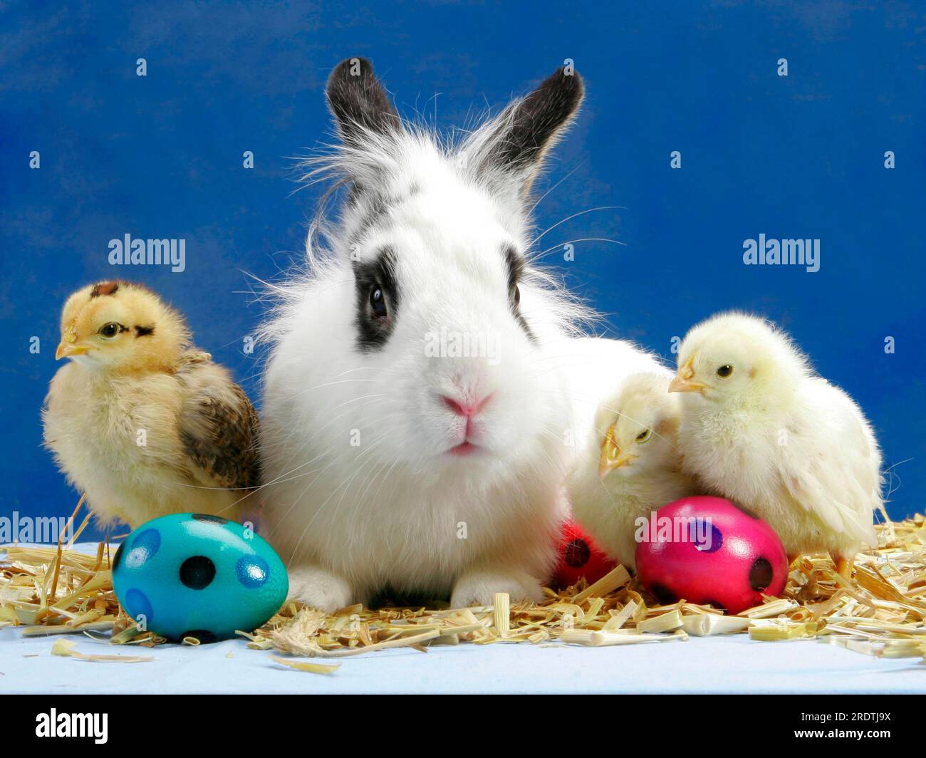 Hähnchen, Küken und Kaninchen, Ostereier Stockfoto