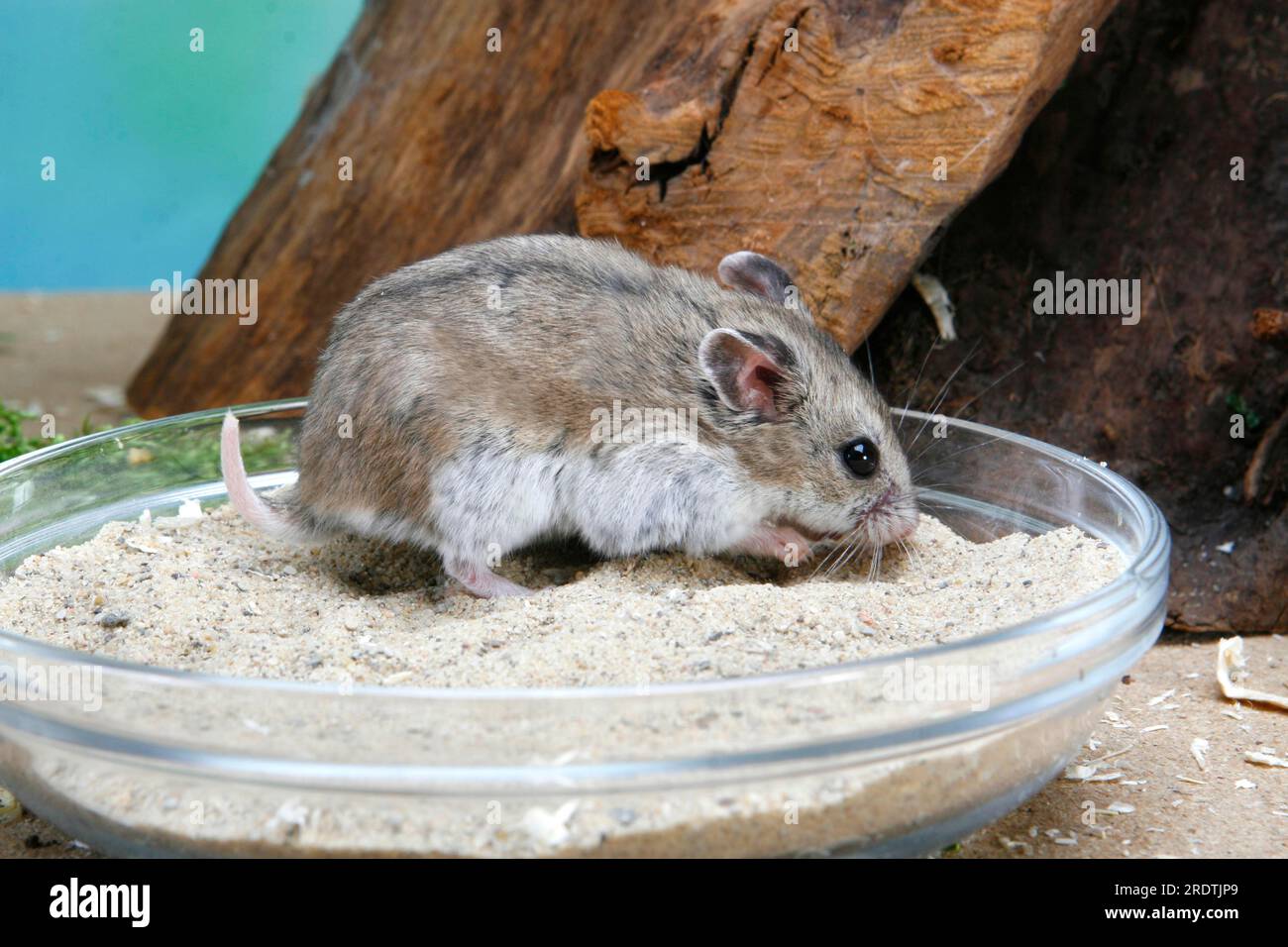 Chinesischer Hamster (Cricetulus griseus) in Schale mit Sand, chinesischer gestreifter Hamster (Cricetulus barabensis), chinesischer gestreifter Hamster, Zwerghamster Stockfoto