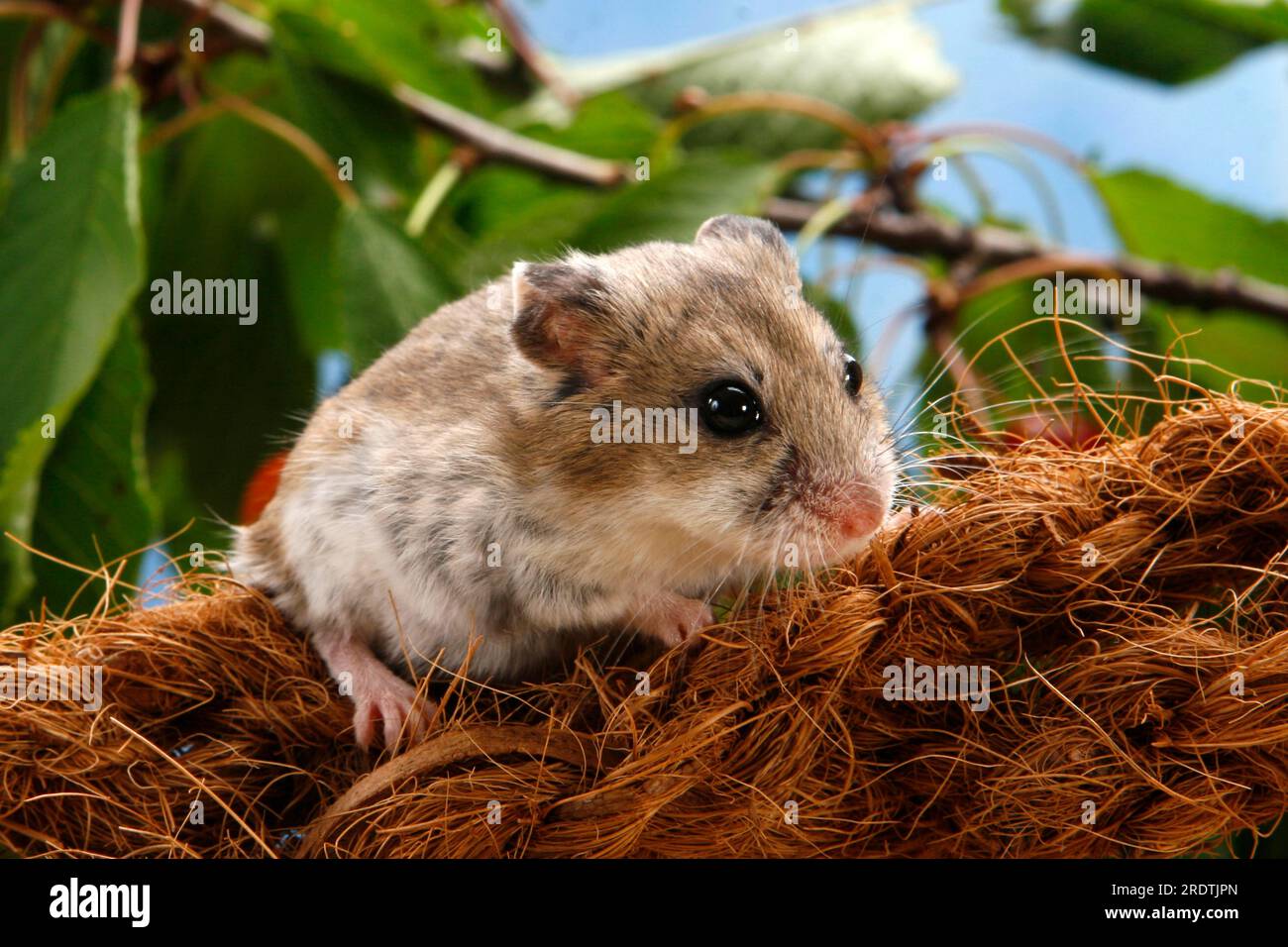 Chinesischer Hamster (Cricetulus barabensis) (Cricetulus griseus) Stockfoto