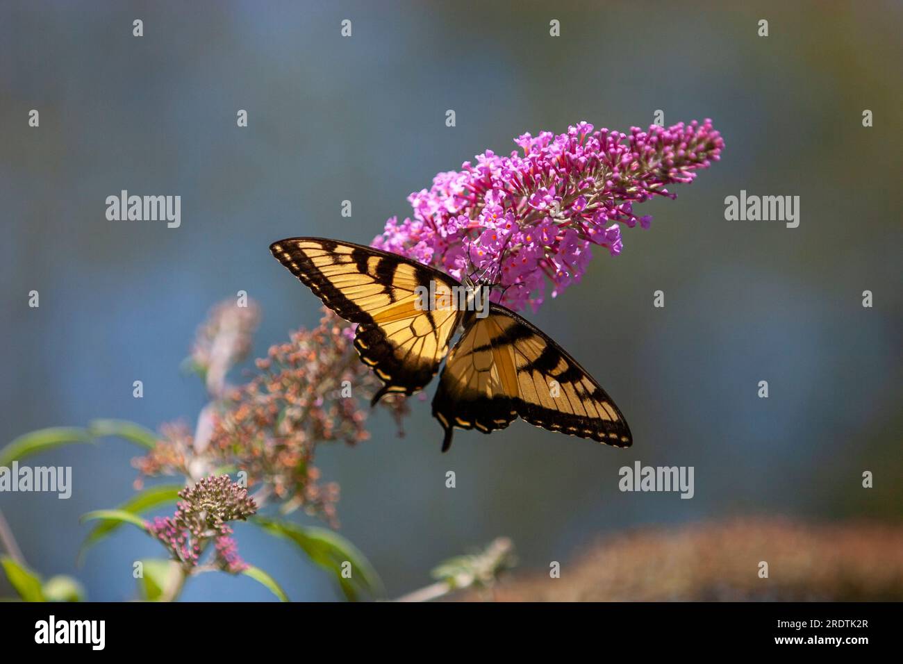 Monarch-Schmetterling mit offenen Flügeln, hoch oben auf einem Schmetterlingsbusch. Stockfoto